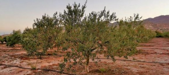 قطعة أرض في Almeria, Spain 6711متر مربع رقم 187242 5