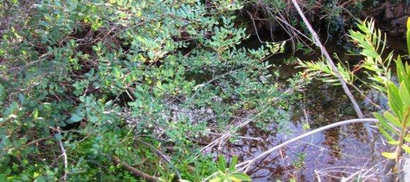 15640m² Land in Odeleite, Portugal No. 80176 8