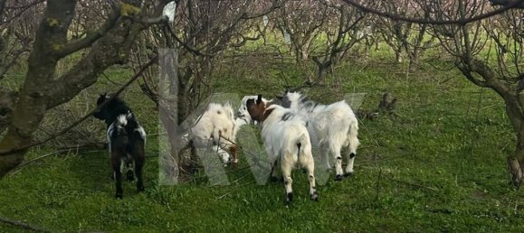 2 bedrooms Castles in Palmela, Portugal No. 67839 31