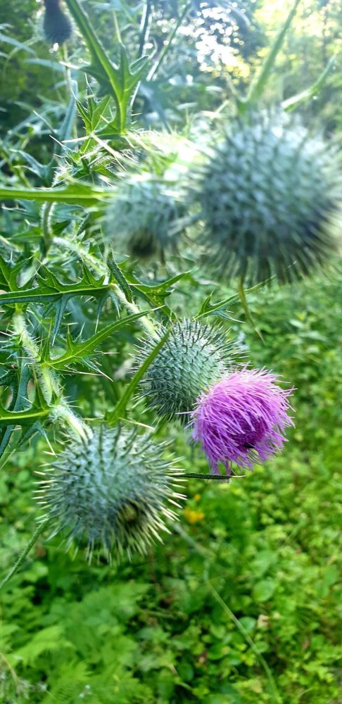  قطعة أرض في Freyung-Grafenau, Germany رقم 222609