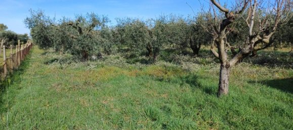 Grundstück in Lanuvio, Italy 4990m², Nr. 40523 4