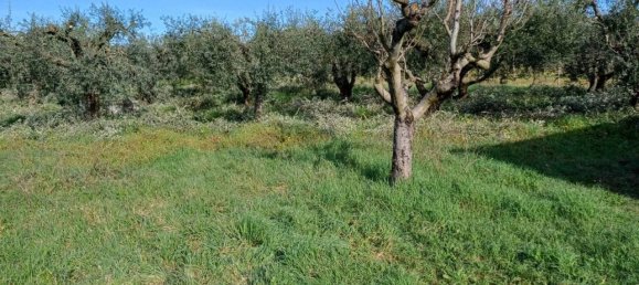 Grundstück in Lanuvio, Italy 4990m², Nr. 40523 3