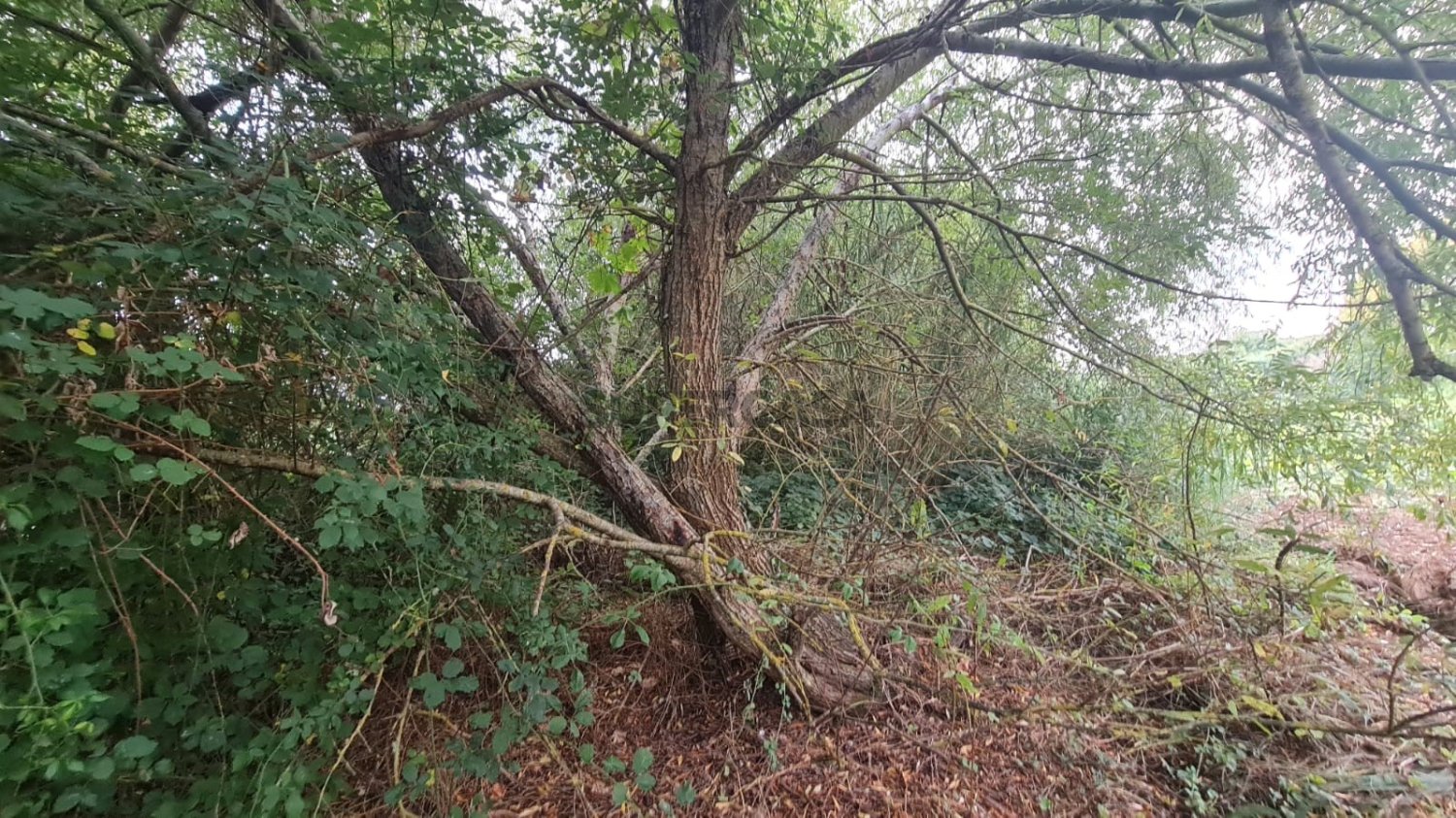 Земельный участок в Торриш Ведраш, Португалия № 350796