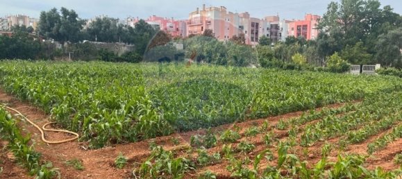 Земельный участок 2534м² в Виалонга, Португалия № 64674 4