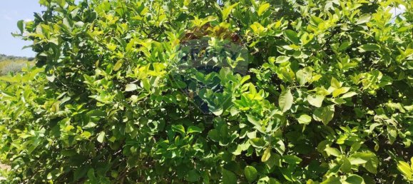 133m² Warehouse in Noto, Italy No. 308998 19