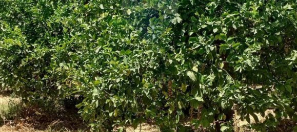 133m² Warehouse in Noto, Italy No. 308998 6