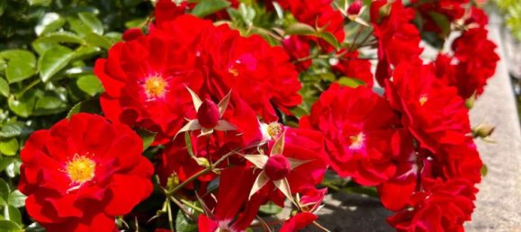 6 Schlafzimmer Villa in Dresden, Germany, Nr. 63061 13