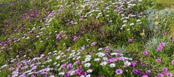 3 bedrooms Villa in Apesia, Cyprus No. 19776 9