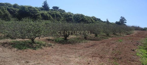 Terreno em Tacoronte, Spain 3822 m² N.º 145869 14