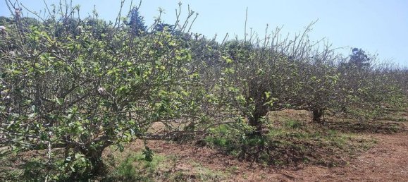 Terreno em Tacoronte, Spain 3822 m² N.º 145869 13