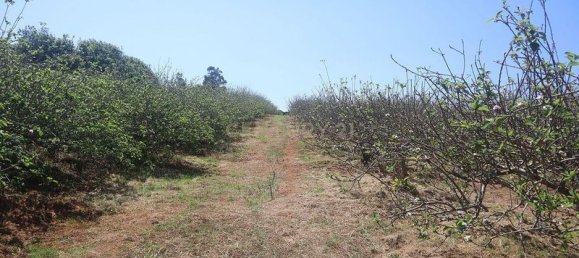 Terreno em Tacoronte, Spain 3822 m² N.º 145869 15