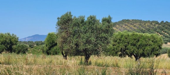 5000m² Land in Capalbio, Italy No. 289922 8
