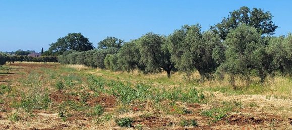 5000m² Land in Capalbio, Italy No. 289922 5