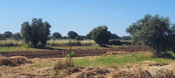 5000m² Land in Capalbio, Italy No. 289922 4