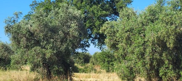 5000m² Land in Capalbio, Italy No. 289922 6