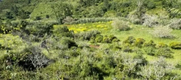 Земельный участок в Мафра, Португалия № 74101 6