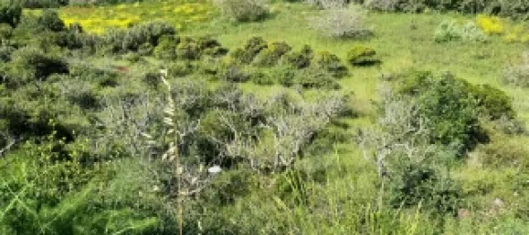 Земельный участок в Мафра, Португалия № 74101 4