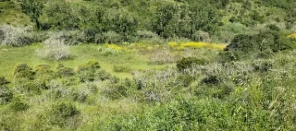 Земельный участок в Мафра, Португалия № 74101 2