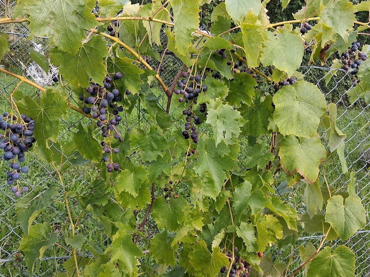 Terreno em Stuttgart, Germany N.º 254617