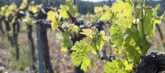 Terreno en Garriguella, Spain 1604 m² No. 73552 4