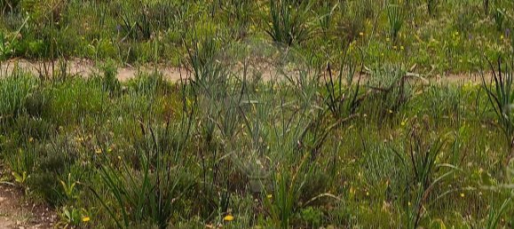 1068m² Land in Mexilhoeira Grande, Portugal No. 165058 10