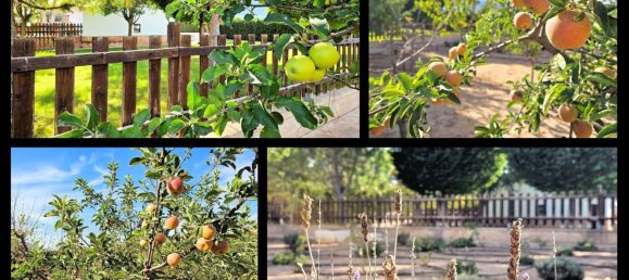 4 bedrooms House in Yecla, Spain No. 151380 48