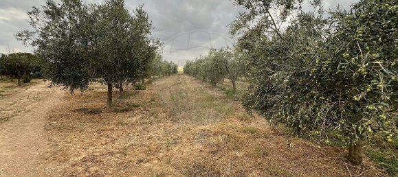 Studio in Sousel, Portugal No. 70626 22