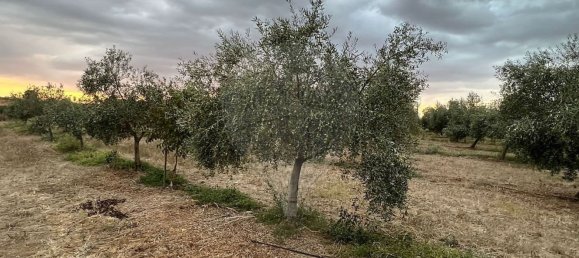 Studio in Sousel, Portugal No. 70626 26