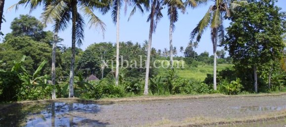 Grundstück in Ubud, Indonesia 15000m², Nr. 3856 6