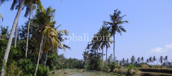Grundstück in Ubud, Indonesia 15000m², Nr. 3856 11