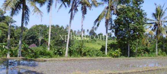 Grundstück in Ubud, Indonesia 15000m², Nr. 3856 5