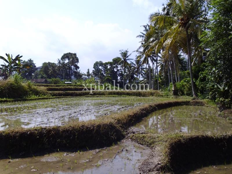 Grundstück in Ubud, Indonesia 15000m², Nr. 3856