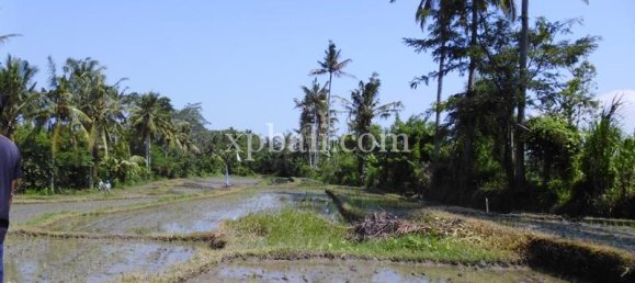 Grundstück in Ubud, Indonesia 15000m², Nr. 3856 9