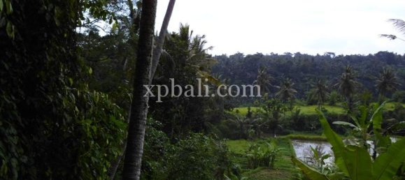 Grundstück in Ubud, Indonesia 15000m², Nr. 3856 2