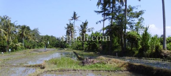 Grundstück in Ubud, Indonesia 15000m², Nr. 3856 4