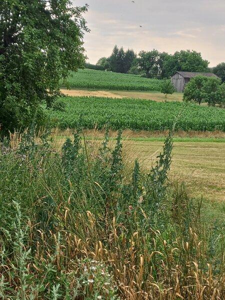 3 rooms House in Kohfidisch, Austria No. 236250