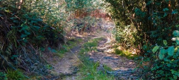 Земельный участок 12490м² в Санта Комба Дан, Португалия № 88099 13