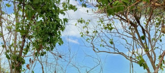  Commercial property in Surat Thani, Thailand No. 17007 2