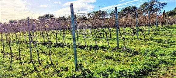 1 room Land in Capalbio, Italy No. 66859 5