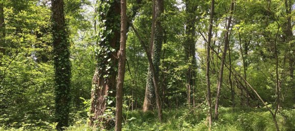 12150m² Land in Casale Litta, Italy No. 312031 11