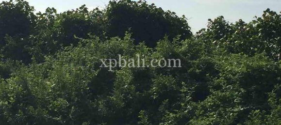 Terreno en Gianyar, Indonesia 1430 m² No. 3830 11