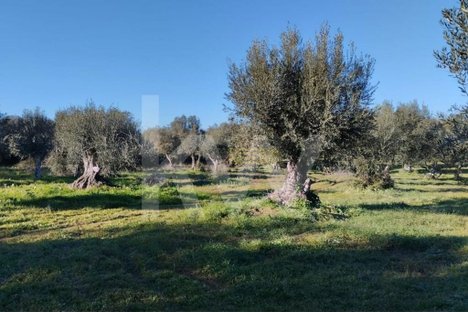  Land in Grandola, Portugal No. 60160