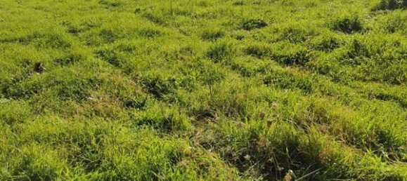 Grundstück in Vejano, Italy, Nr. 162110 2