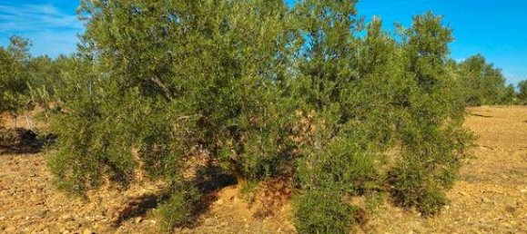 Terreno en Valdepenas, Spain 10023 m² No. 183067 6