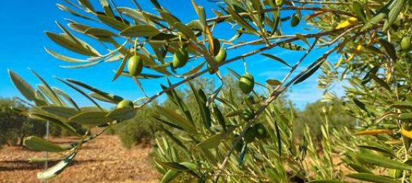 Terreno en Valdepenas, Spain 10023 m² No. 183067 7