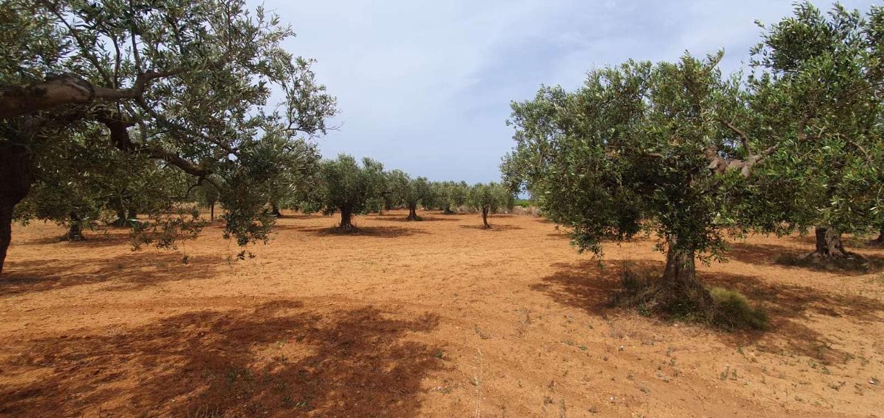 Terreno de 1 habitación en Mazara del Vallo, Italy No. 164407