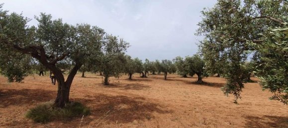 Terreno de 1 habitación en Mazara del Vallo, Italy No. 164407 2