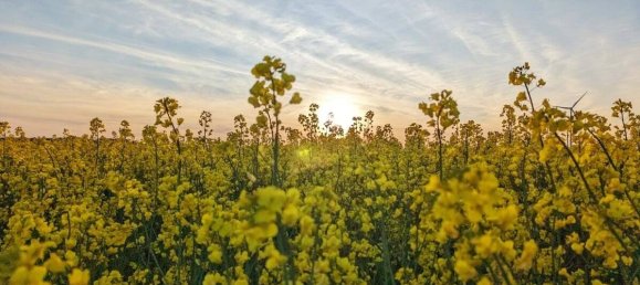 Grundstück in Barnim, Germany, Nr. 74506 2