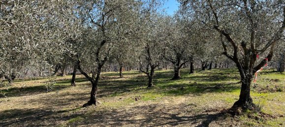 1 room Land in Arquà Petrarca, Italy No. 40120 6
