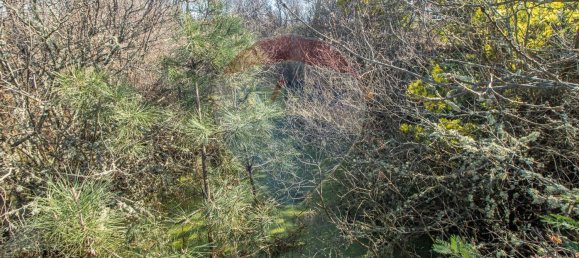 Terrain à Caria, Portugal 24060m² No. 67988 9